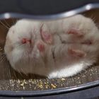Wie mein Hamster im Rad schläft...