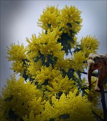 ... wie Mimosen ... wie Mimosen