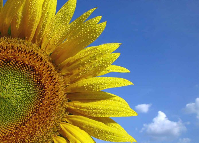 Wie nach dem Regen der Sonne entgegen