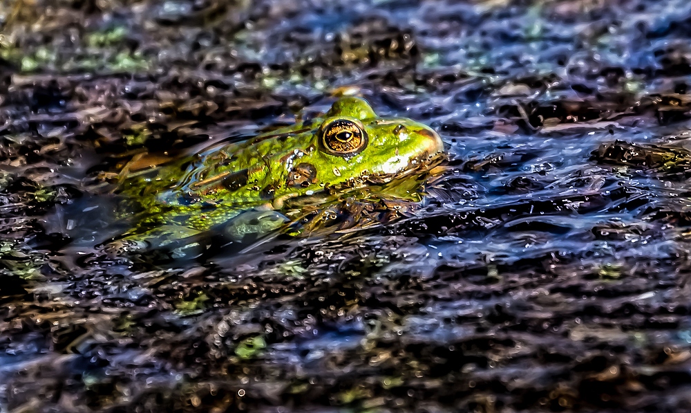 Wie nennt sich eigentlich dieser Frosch?