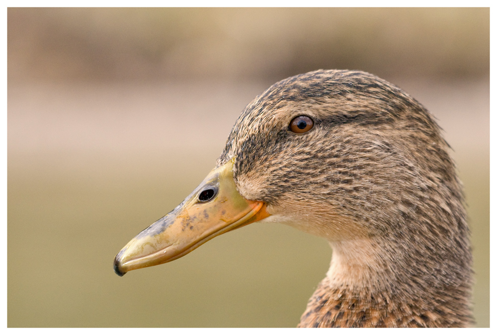 Wie nur eine Ente?