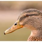 Wie nur eine Ente?