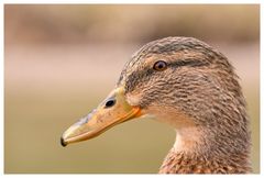 Wie nur eine Ente?