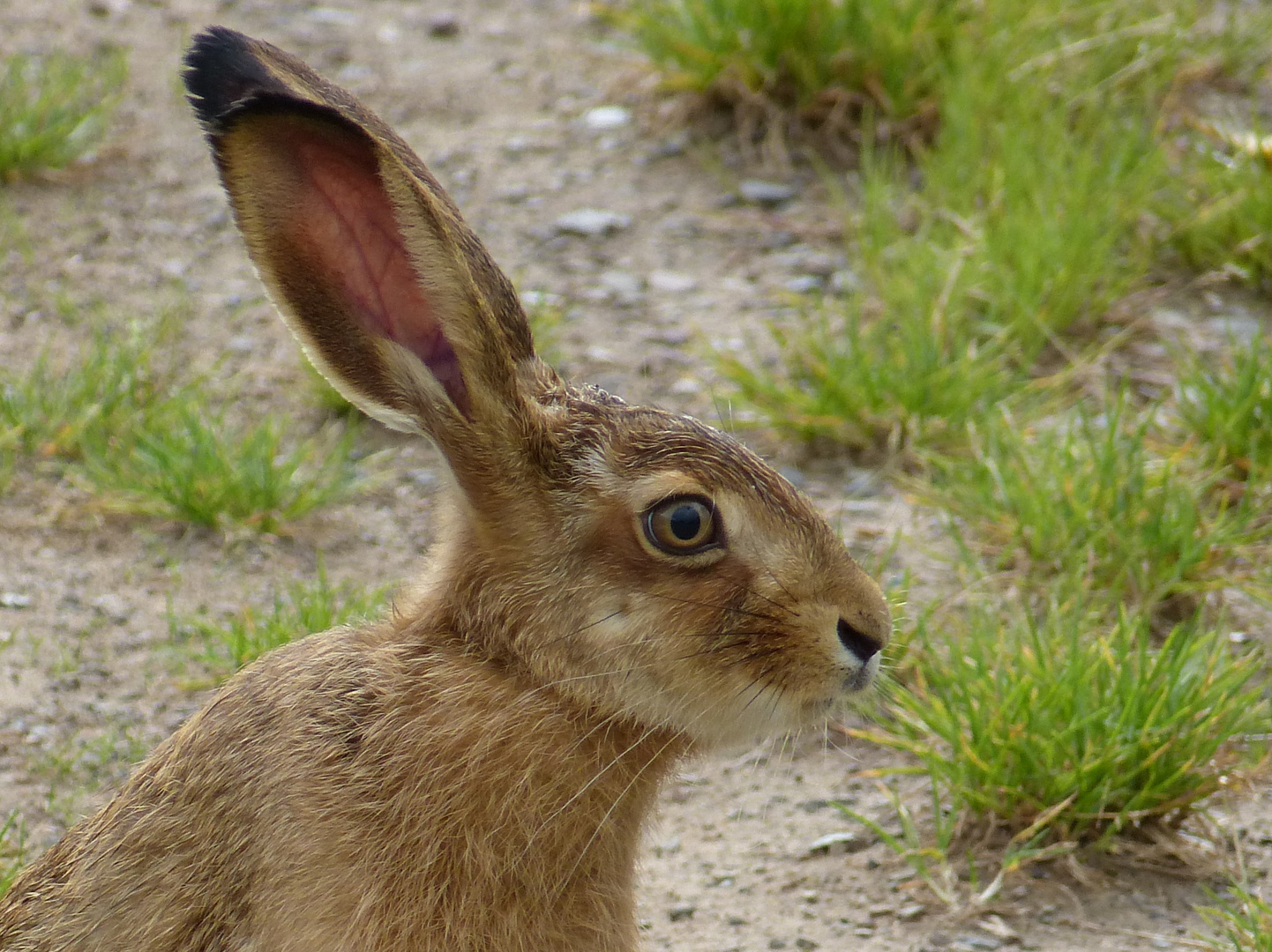 Wie, Ostern ist vorbei?