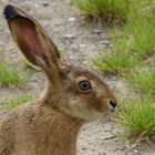 Wie, Ostern ist vorbei?