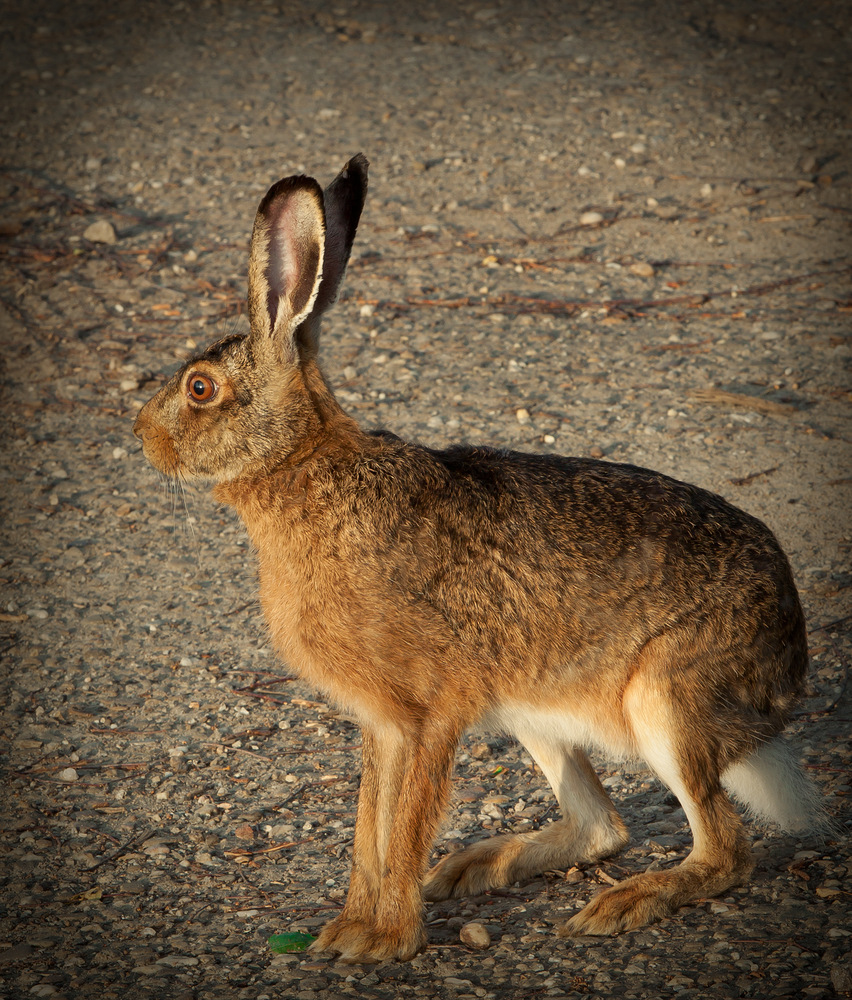 Wie? Ostern schon vorbei?