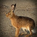 Wie? Ostern schon vorbei?