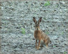 …wie? Ostern verpasst?