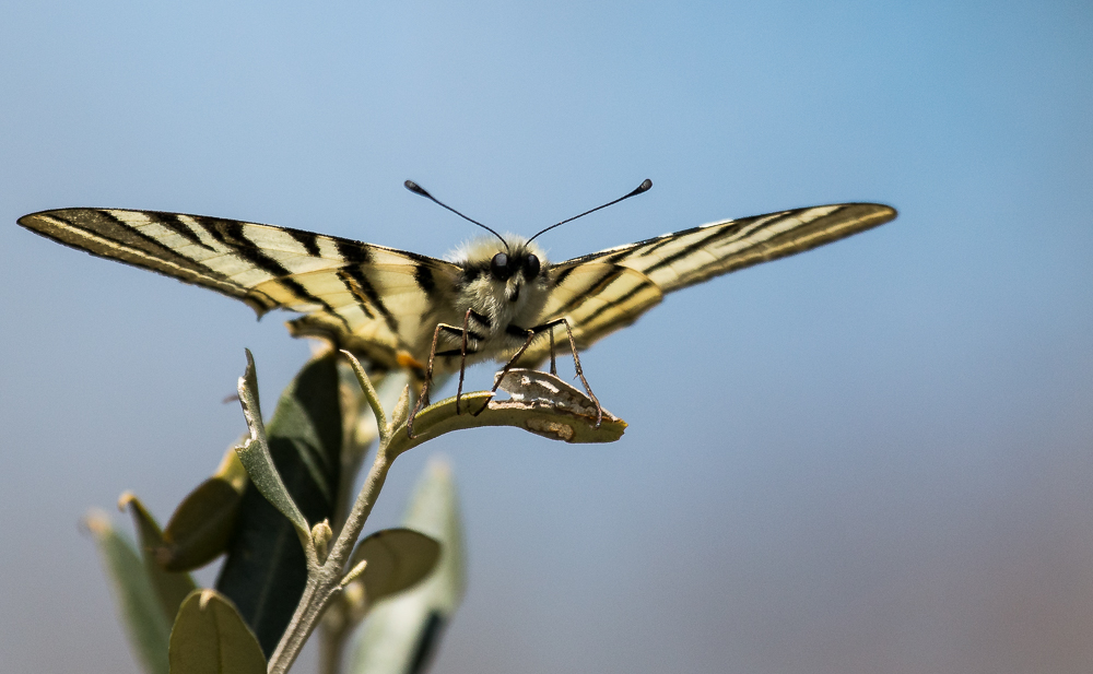 Wie Otto Liliental ......