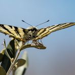 Wie Otto Liliental ......