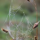 wie Perlen auf der Schnur  -  like pearls on a string