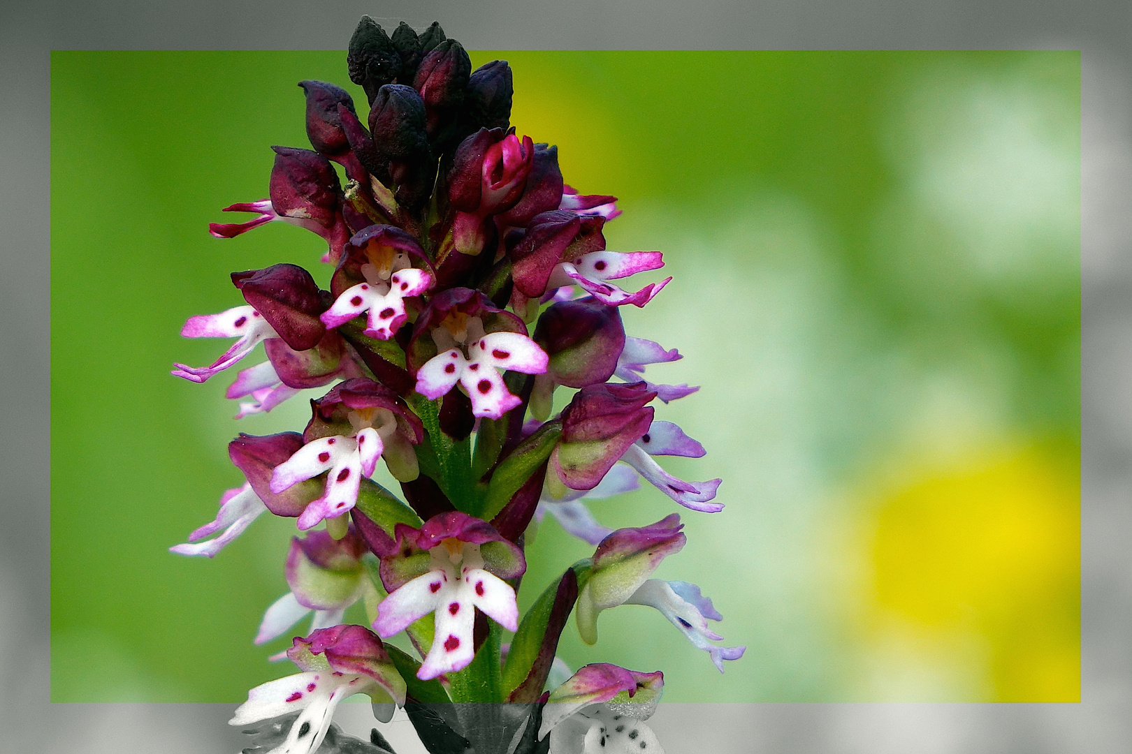 Wie prächtig blühen heimische Orchideen wie dieses BrandKnabenkraut
