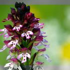 Wie prächtig blühen heimische Orchideen - wie dieses Brand-Knabenkraut!