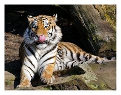 Wie putzt sich ein Tiger die Nase.....?