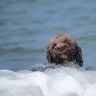 Wie, raus aus dem Wasser??!!