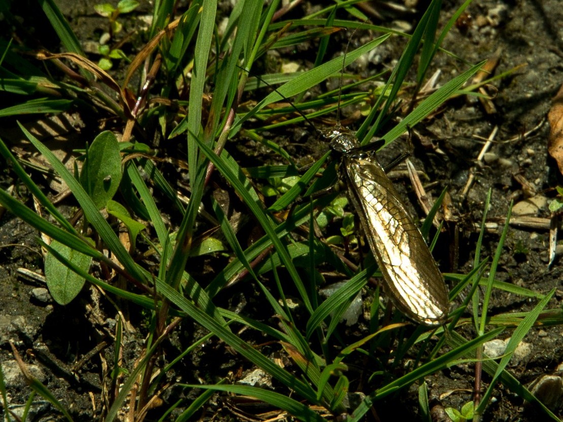 wie reines Blattgold