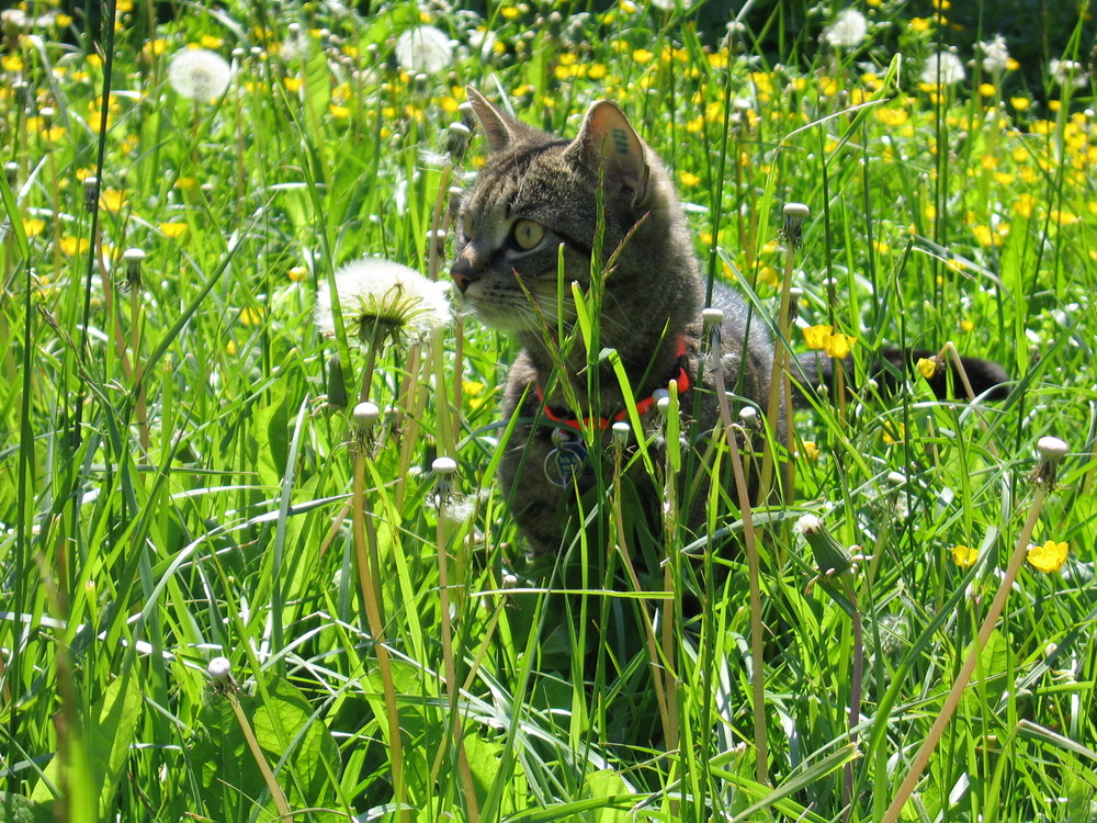 Wie riecht denn diese Blume?