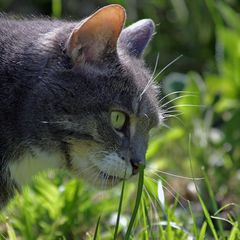 Wie riecht der Frühling