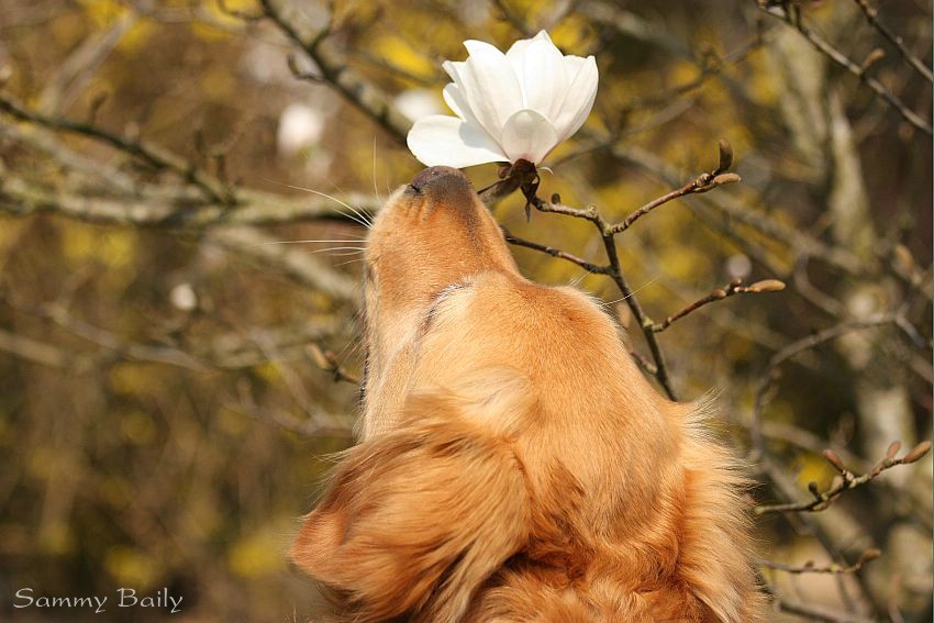 Wie riecht der Frühling?