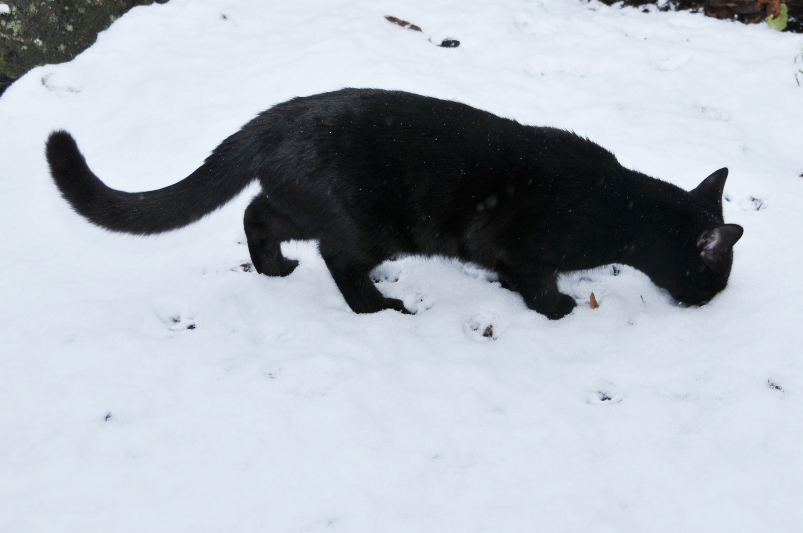 Wie riecht der Schnee? 