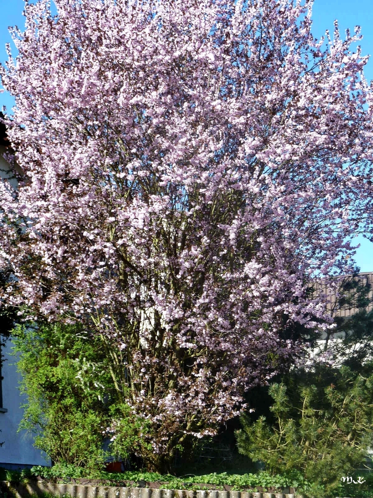 Wie riesige Blumensträuße.....