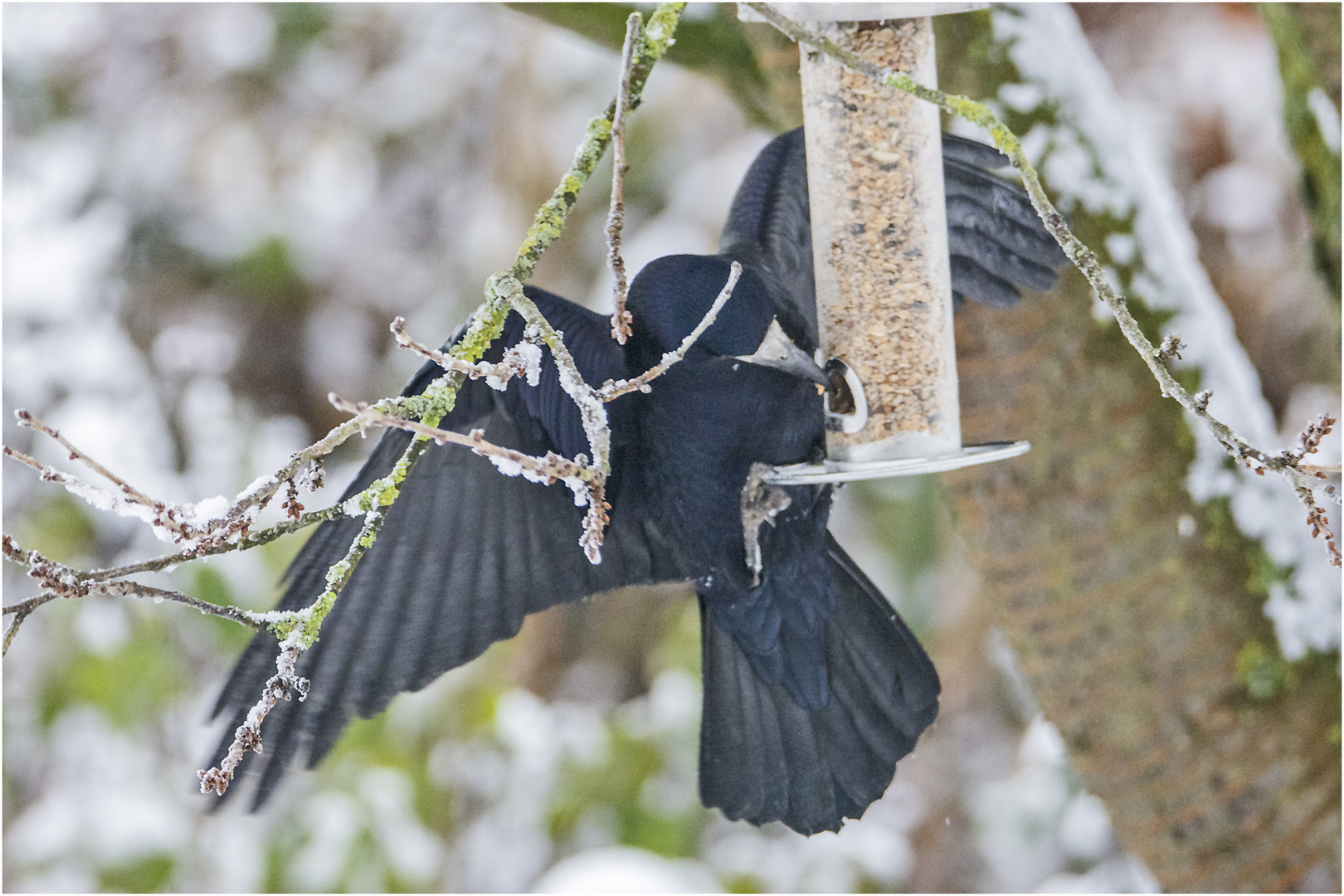 Wie riesige, schwarze Kolibris . . .