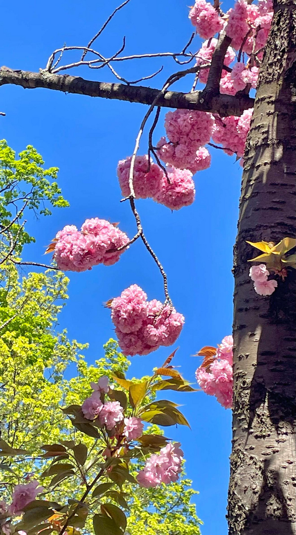 wie rosa Wattebäuschchen