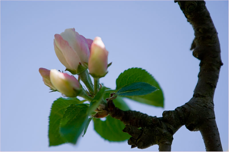 wie Rosenknospen