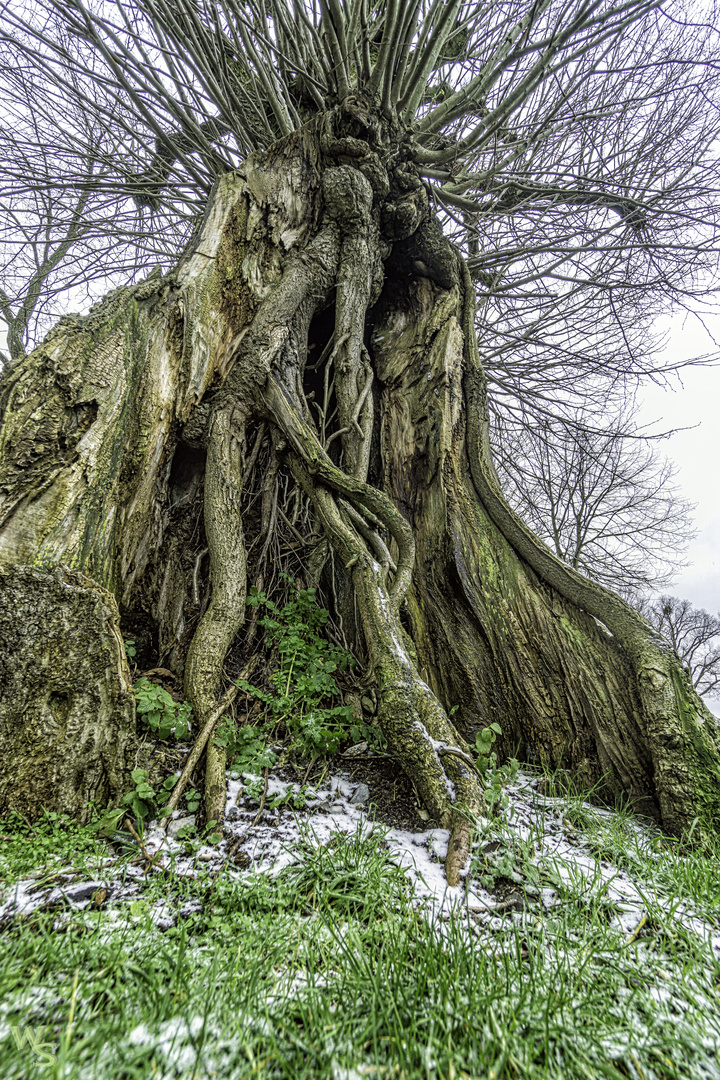 Wie sah dieser Baum früher mal aus?