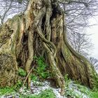 Wie sah dieser Baum früher mal aus?