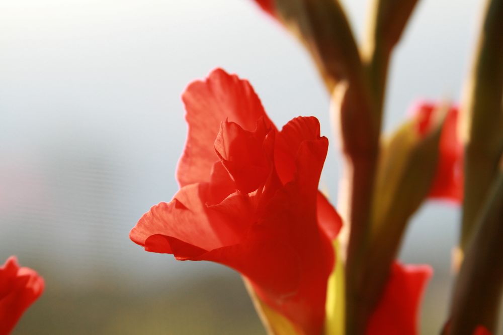 wie Samt und Seide- Gladiole