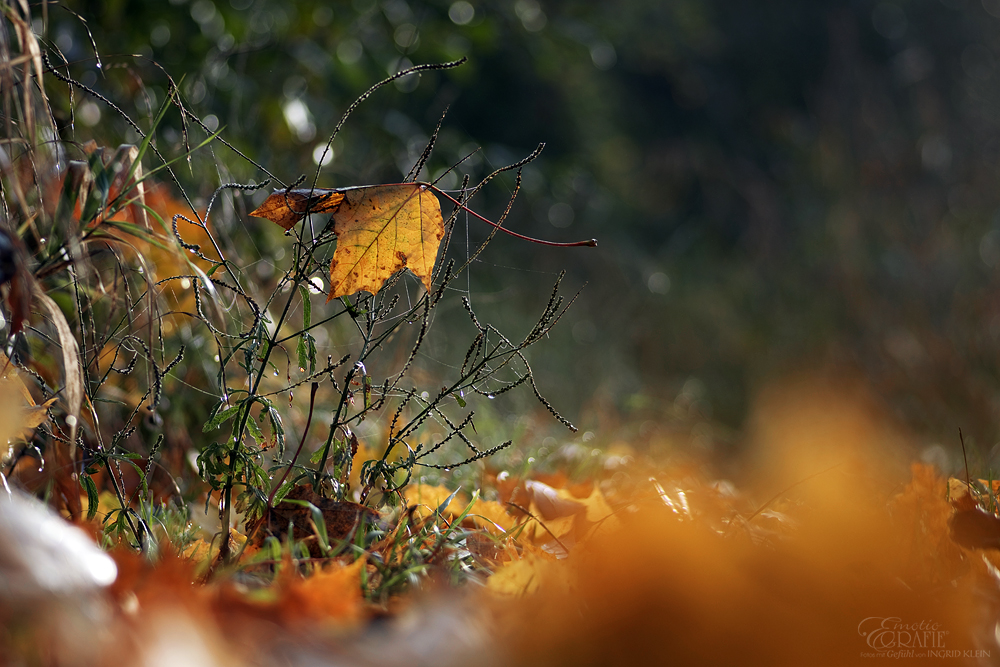 Wie Schatten