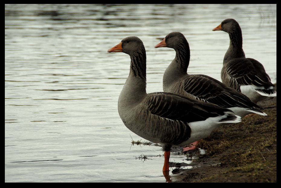 ...wie Schildwachen...