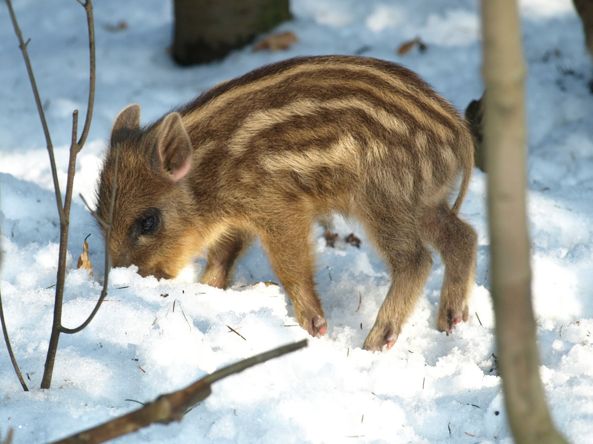 Wie schmeckt der Schnee ?