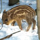 Wie schmeckt der Schnee ?