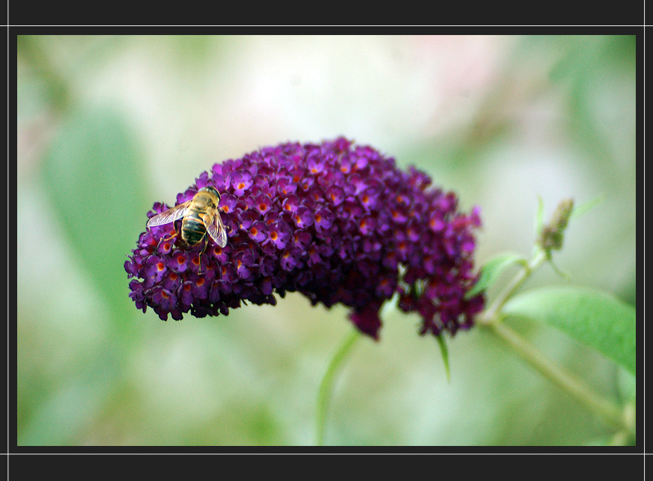 wie schmeckt der sommer?