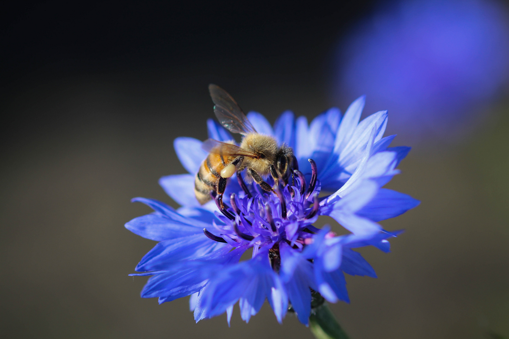 Wie schmeckt eigentlich blau?