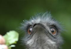 ...wie schmeckt Ihnen Löwenzahn, Herr EMU ? ? ?