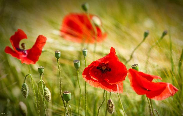 wie Schmetterlingsflügel im Sommerwind