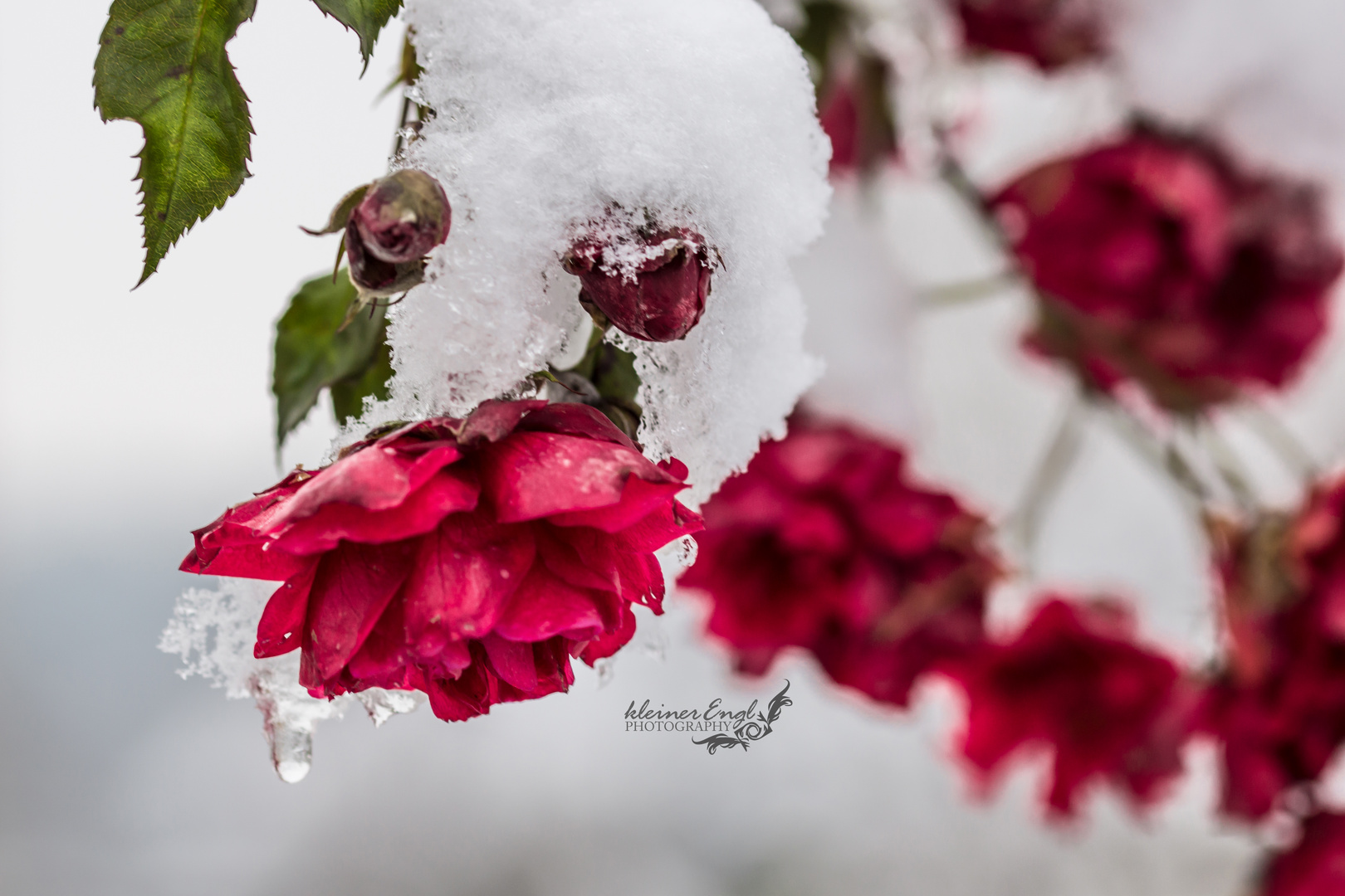 wie Schnee, der auf Rosen fällt