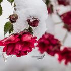 wie Schnee, der auf Rosen fällt