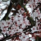 Wie Schnee im Frühling