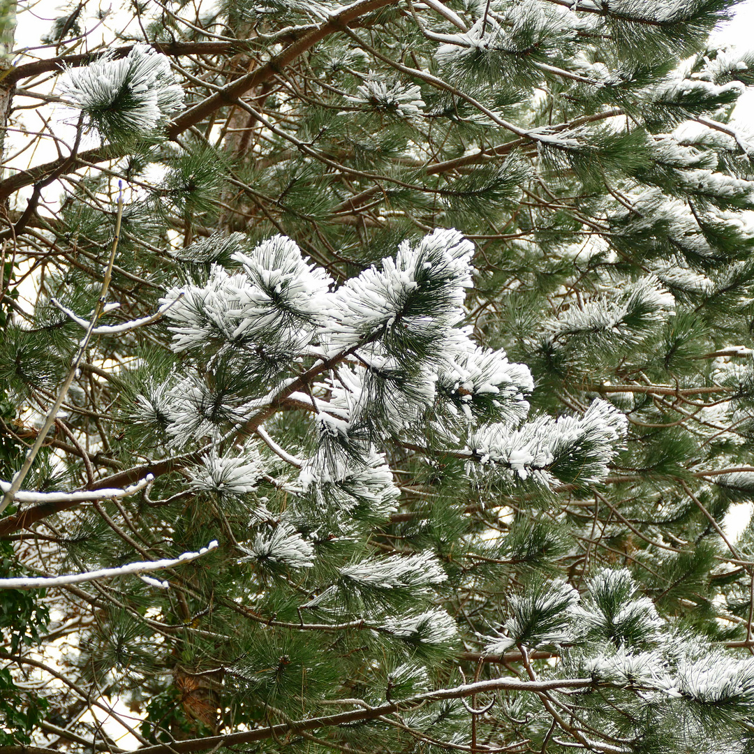 Wie Schneeblümchen