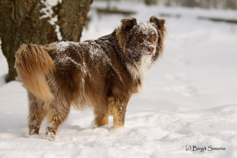 Wie Schneehund?