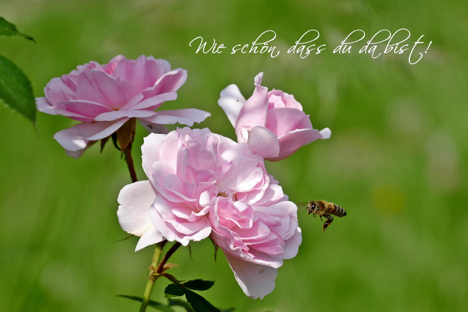 Wie schön ... Foto & Bild | spezial, natur, pflanzen Bilder auf ...