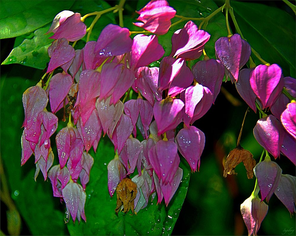 wie schön: ein „Wunderblumengewächs“ !