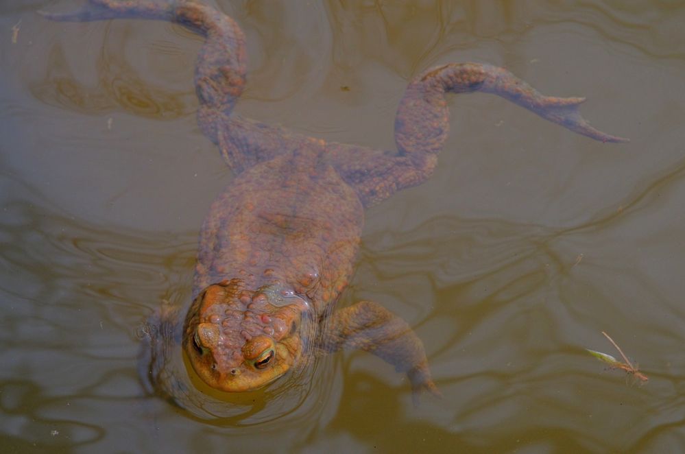 wie schön es im Wasser ist