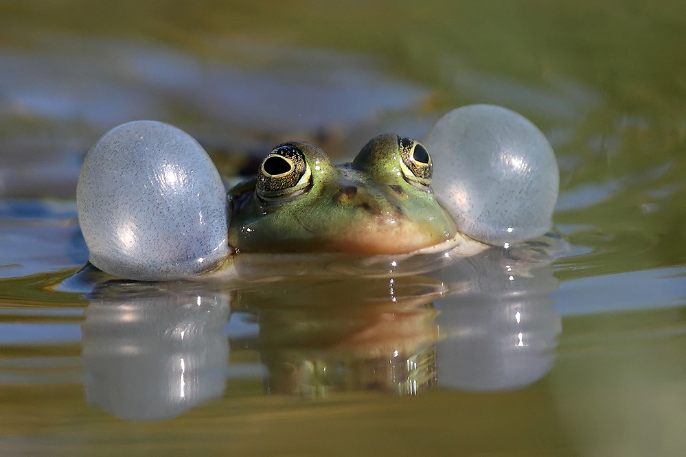 "...wie schön ist auch ein Frosch im ... Teich ..."