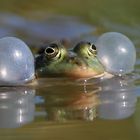 "...wie schön ist auch ein Frosch im ... Teich ..."