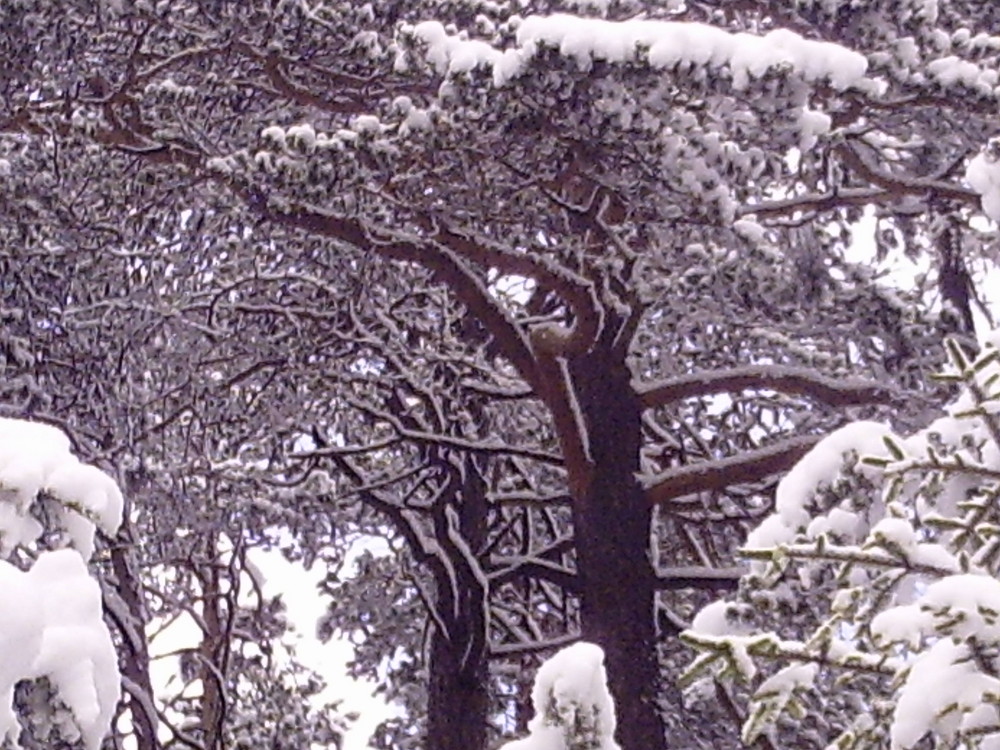 Wie schön kahle Bäume im Schnee sein können....
